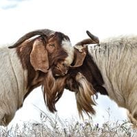 Pacifica Boer Goats Image -5c0600c00568b