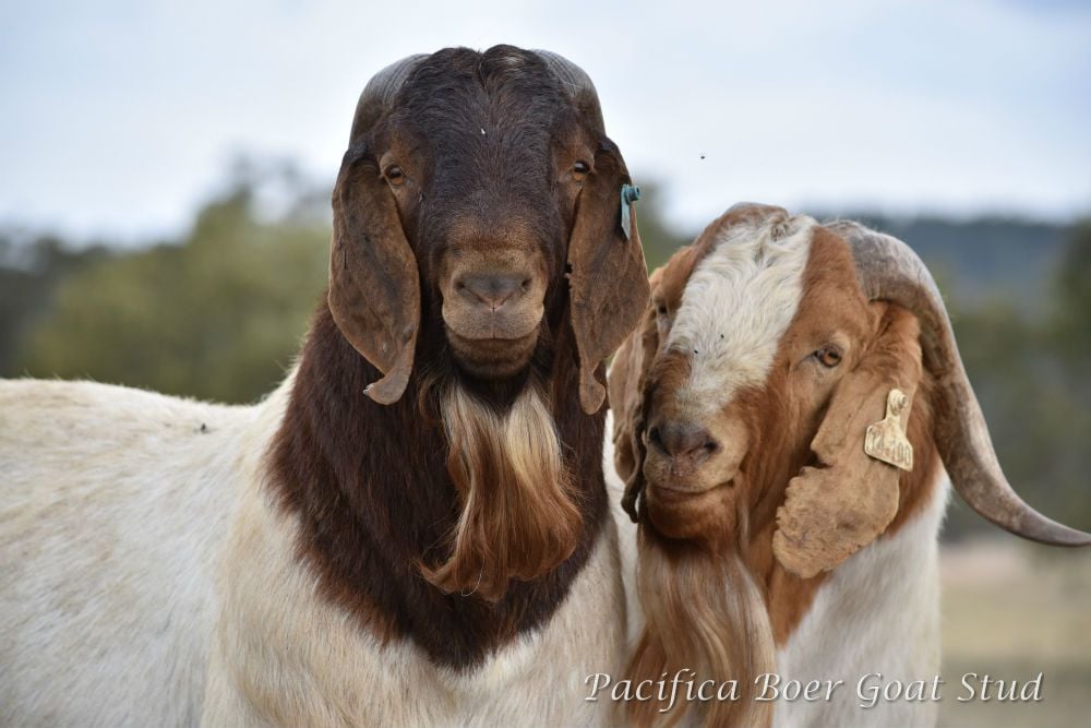 Pacifica Boer Goats Image -5c0600c14f849