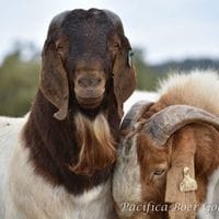 Pacifica Boer Goats Image -5c0600c293e24