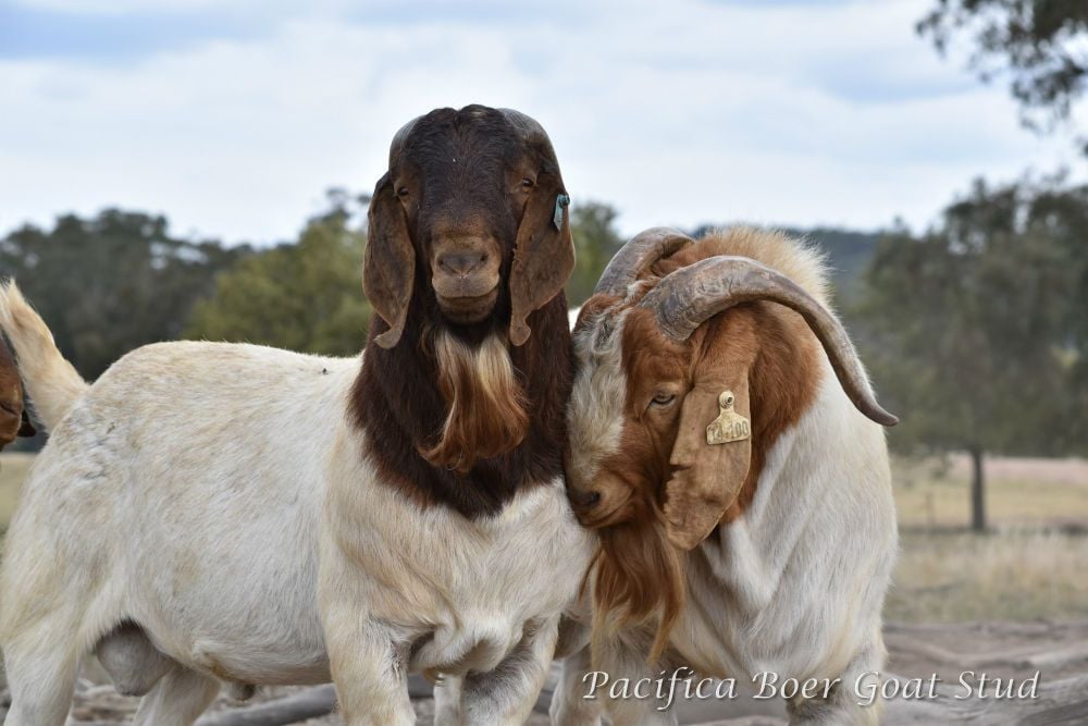 Pacifica Boer Goats Image -5c0600c3bc52b