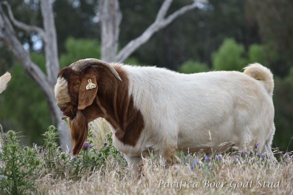 Pacifica Boer Goats Image -5c0600c54e117