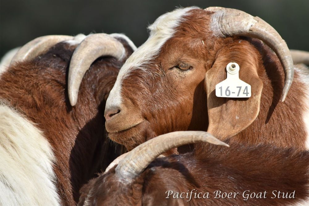 Pacifica Boer Goats Image -5c0600d10c380