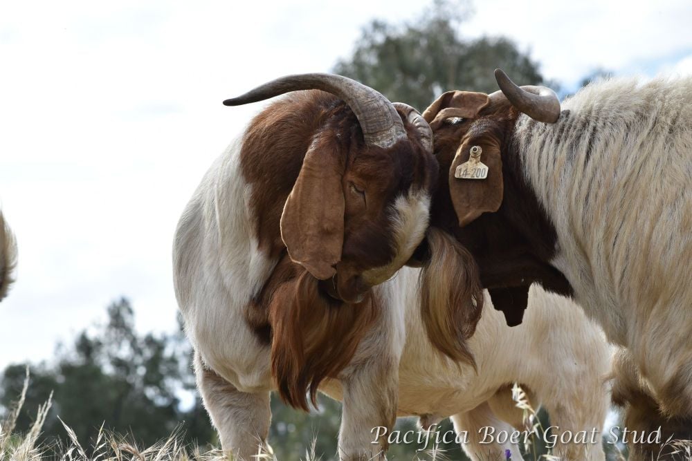 Pacifica Boer Goats Image -5c0600d265c85