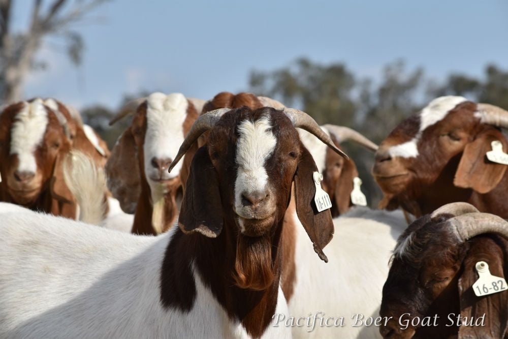 Pacifica Boer Goats Image -5c0600d3dddfb