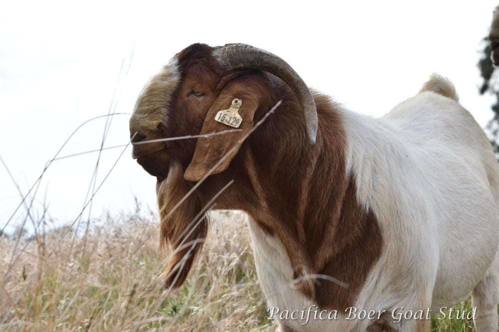 Pacifica Boer Goats Image -5c0600d4e85b5