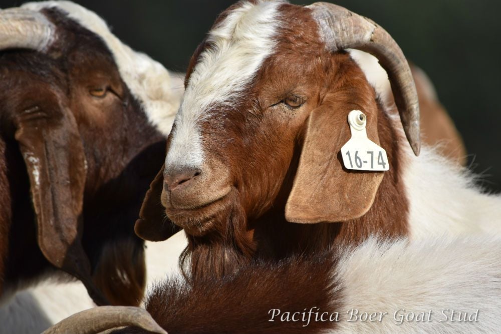 Pacifica Boer Goats Image -5c0600d658772