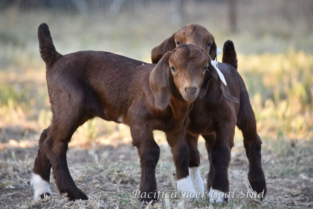 Pacifica Boer Goats Image -5c0600e18b1ae
