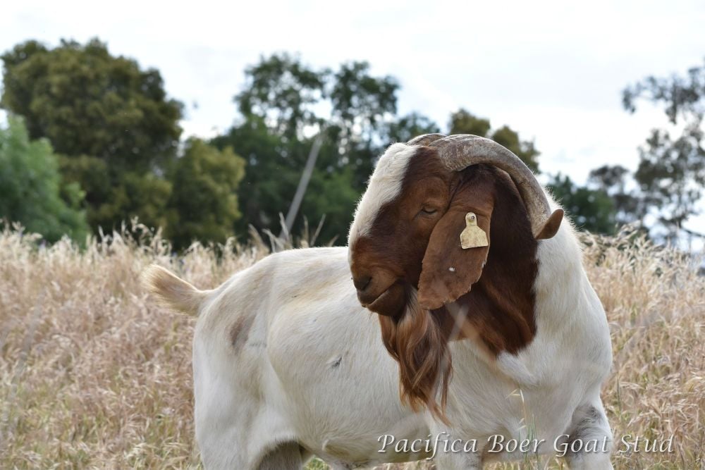 Pacifica Boer Goats Image -5c0600e2e1162