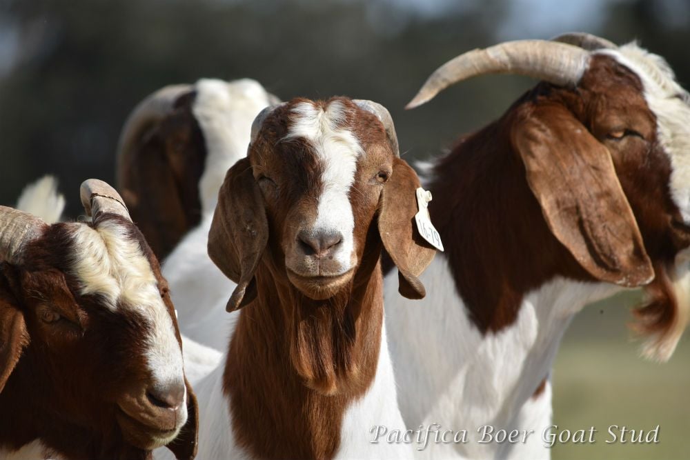 Pacifica Boer Goats Image -5c0600e431c03