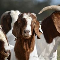 Pacifica Boer Goats Image -5c0600e431c03