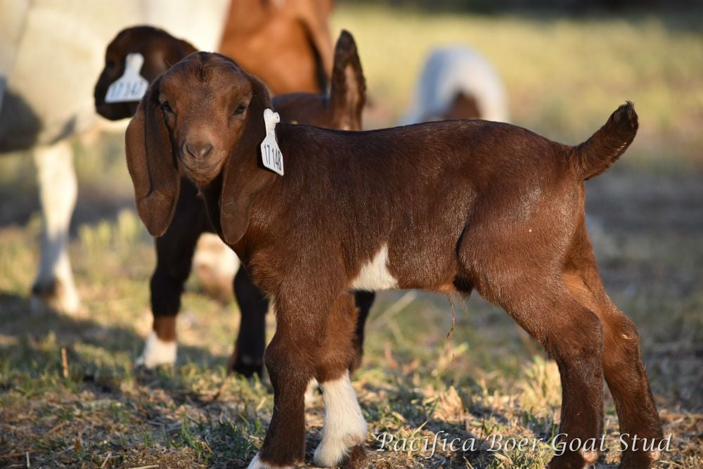 Pacifica Boer Goats Image -5c0600e5b6bb7