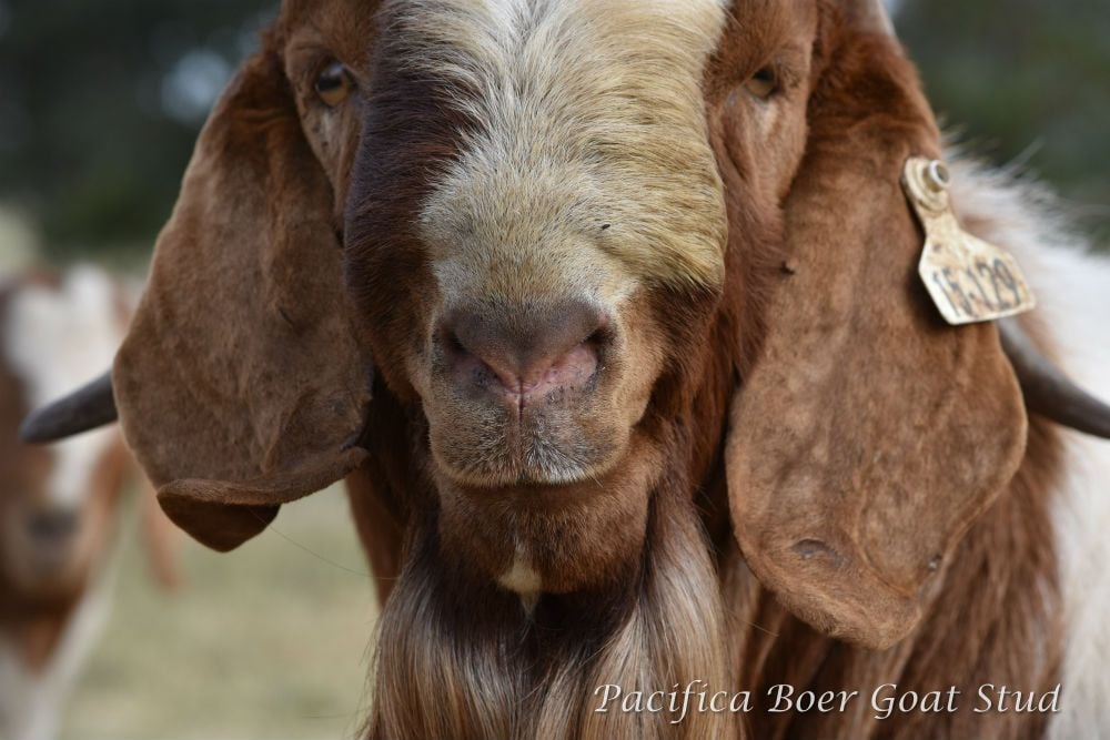 Pacifica Boer Goats Image -5c0600e6e76dd