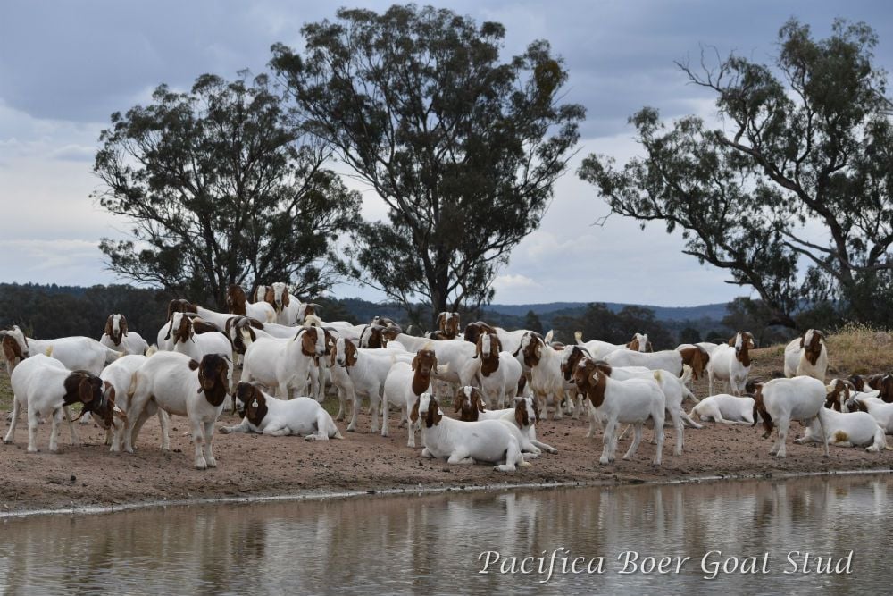 Pacifica Boer Goats Image -5c0600f504876