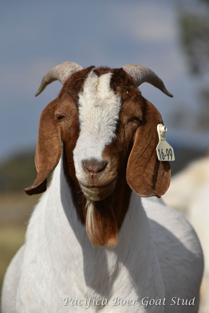 Pacifica Boer Goats Image -5c0600f5ac592