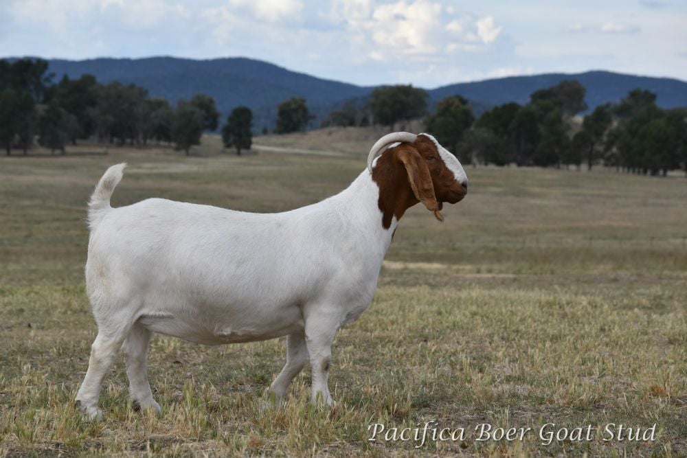Pacifica Boer Goats Image -5c0600f74046b