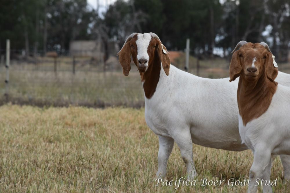 Pacifica Boer Goats Image -5c0600f88fb39