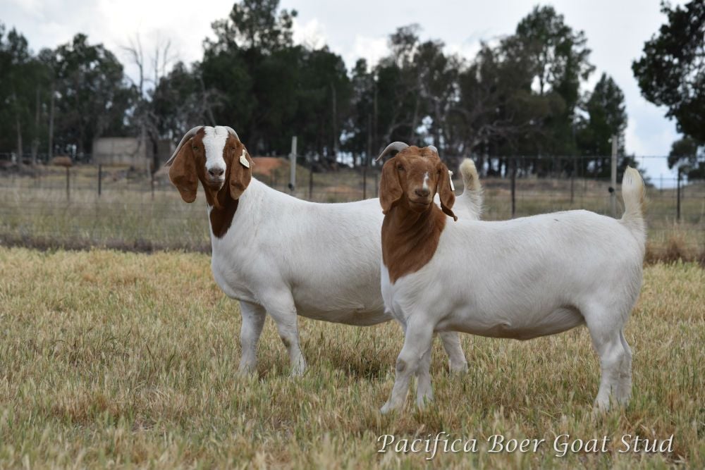 Pacifica Boer Goats Image -5c0600fa08d8d