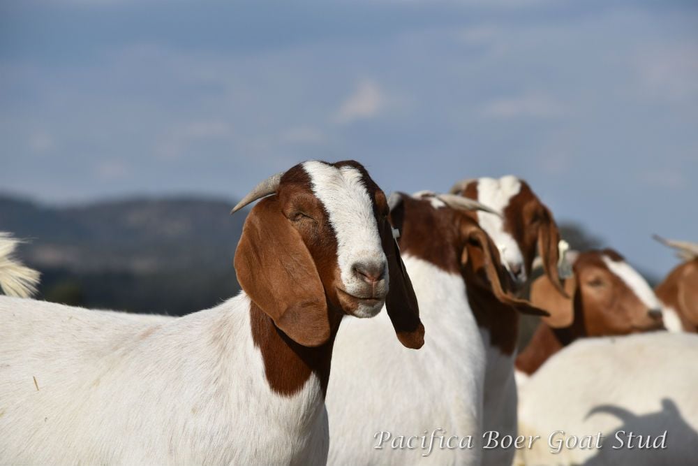 Pacifica Boer Goats Image -5c0601052be25