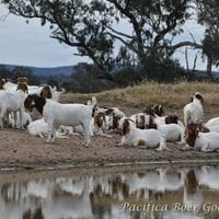 Pacifica Boer Goats Image -5c060106a14a8