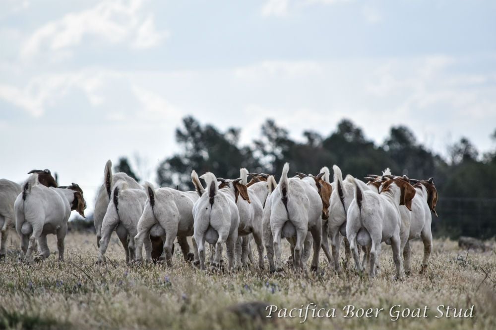 Pacifica Boer Goats Image -5c0601084d408