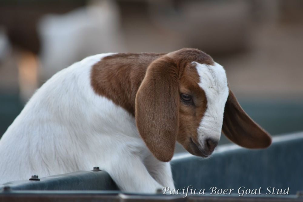 Pacifica Boer Goats Image -5c06010a4232d