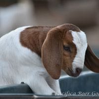 Pacifica Boer Goats Image -5c06010a4232d