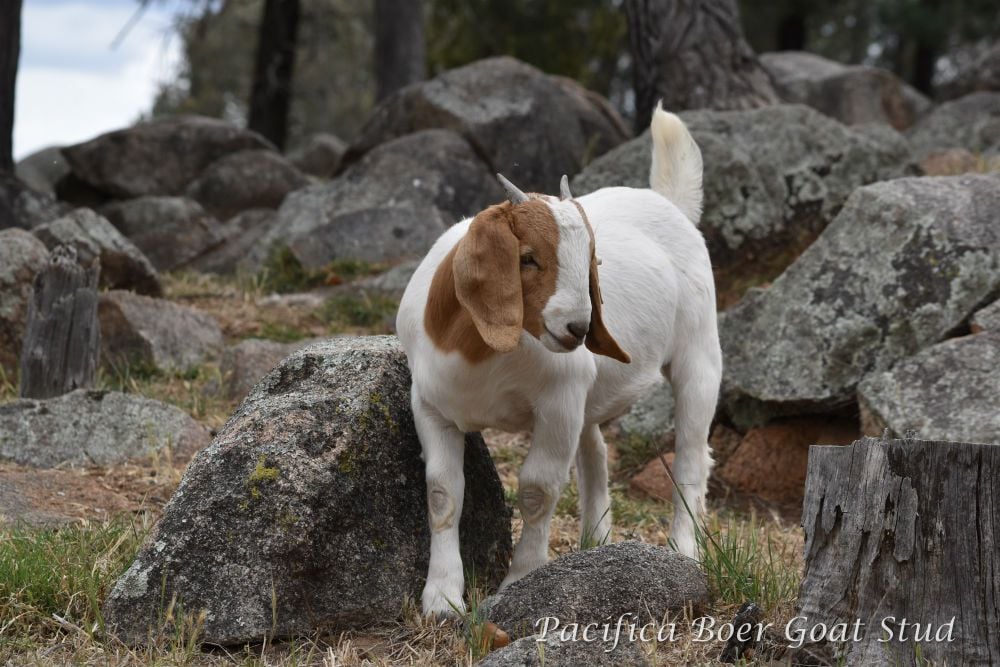 Pacifica Boer Goats Image -5c060117f1e34