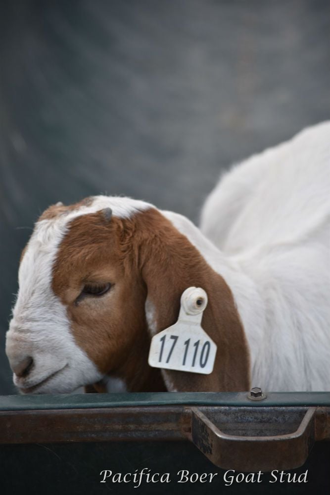 Pacifica Boer Goats Image -5c0601189b082