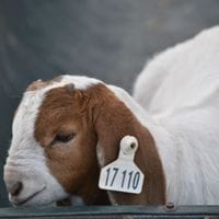 Pacifica Boer Goats Image -5c0601189b082
