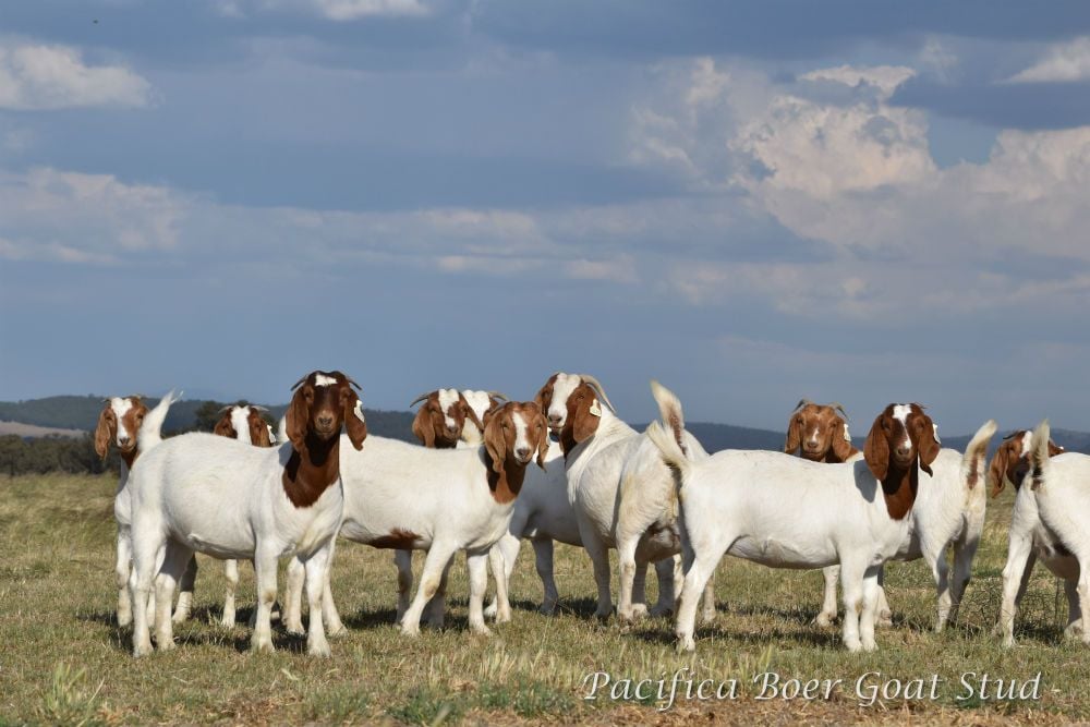 Pacifica Boer Goats Image -5c06011b69f2d