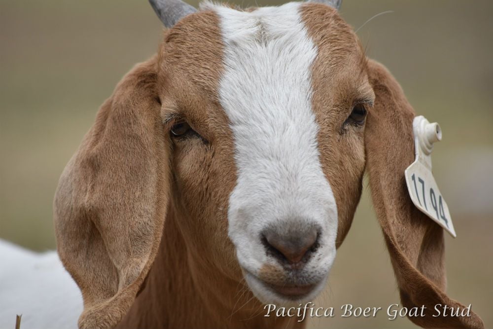 Pacifica Boer Goats Image -5c06011cd9584