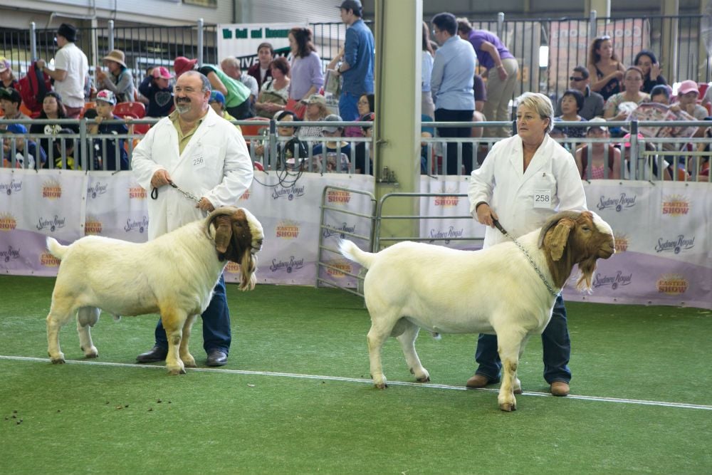 Pacifica Boer Goats Image -5c06012a74d1b