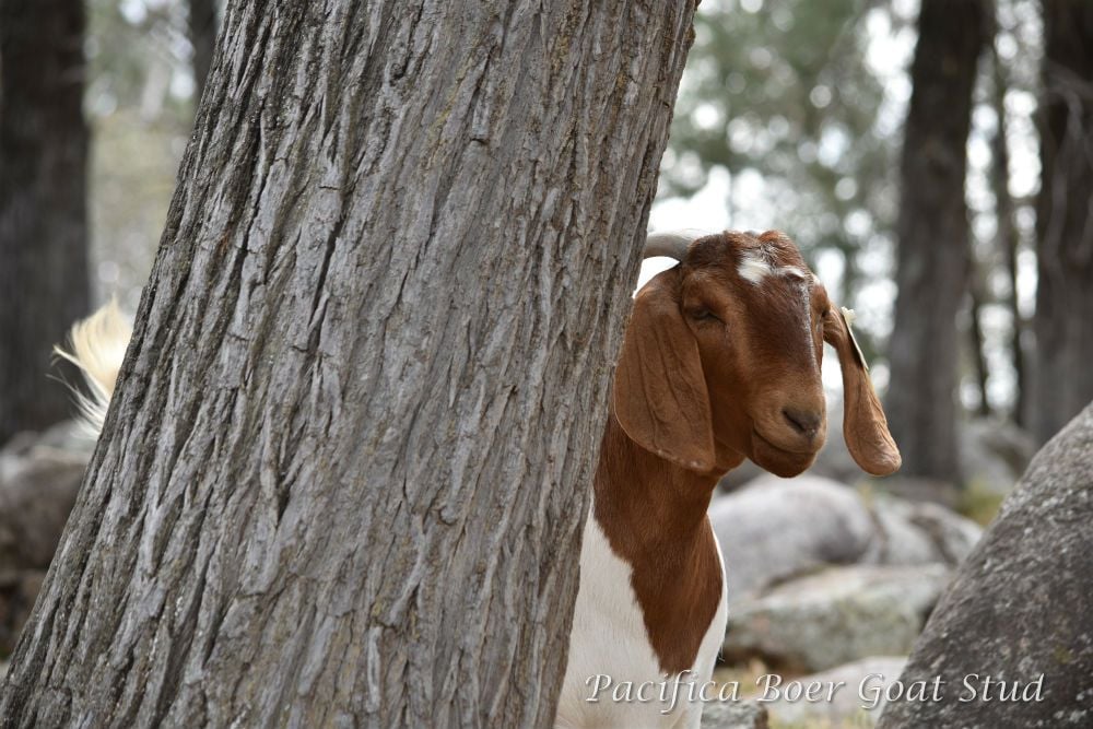 Pacifica Boer Goats Image -5c06012befc21