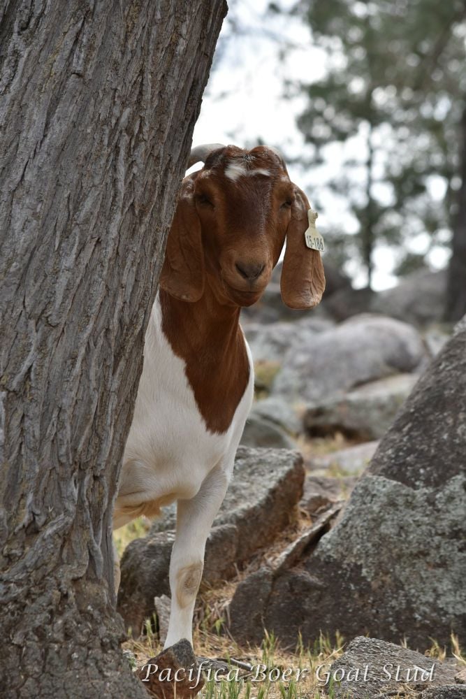 Pacifica Boer Goats Image -5c06012d67b2b