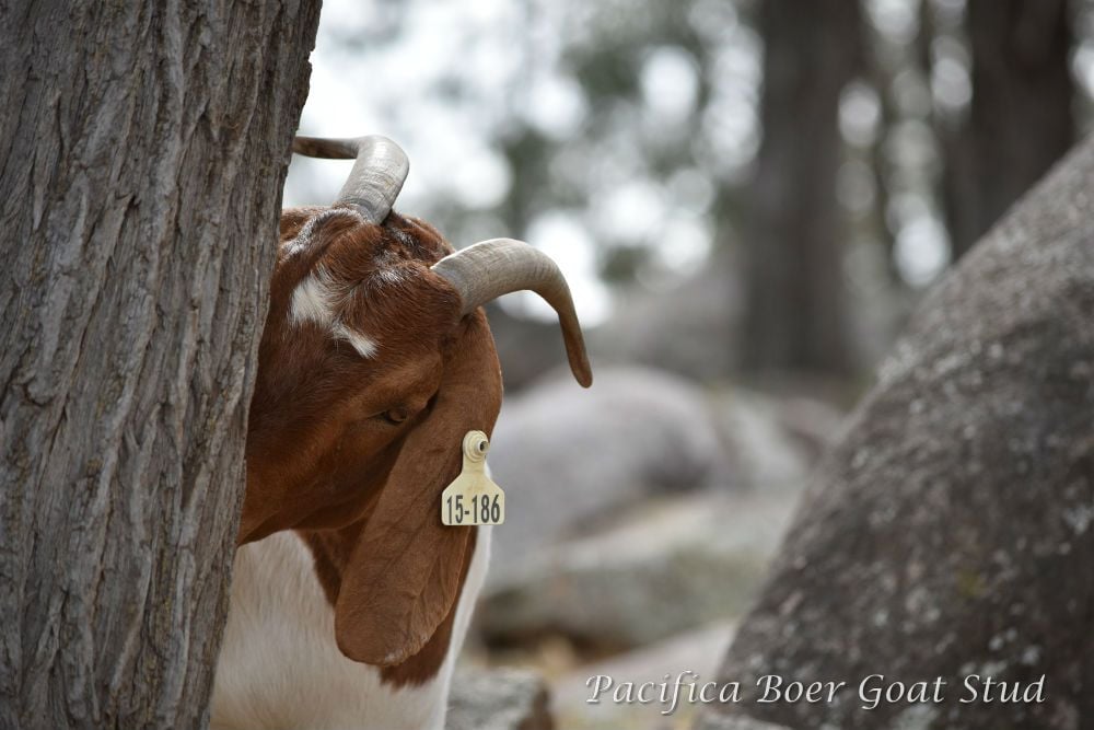 Pacifica Boer Goats Image -5c06012ea32ca