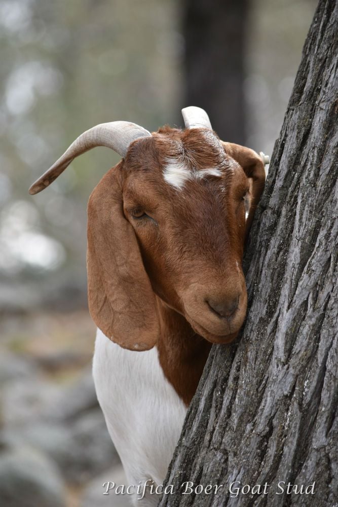 Pacifica Boer Goats Image -5c06012fb46f3