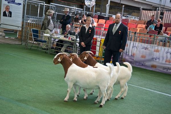 Pacifica Boer Goats Image -5c0601449346c