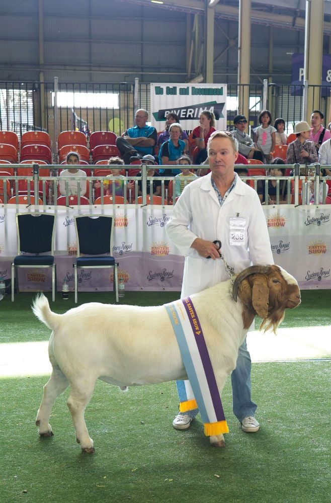 Pacifica Boer Goats Image -5c060147bedbc