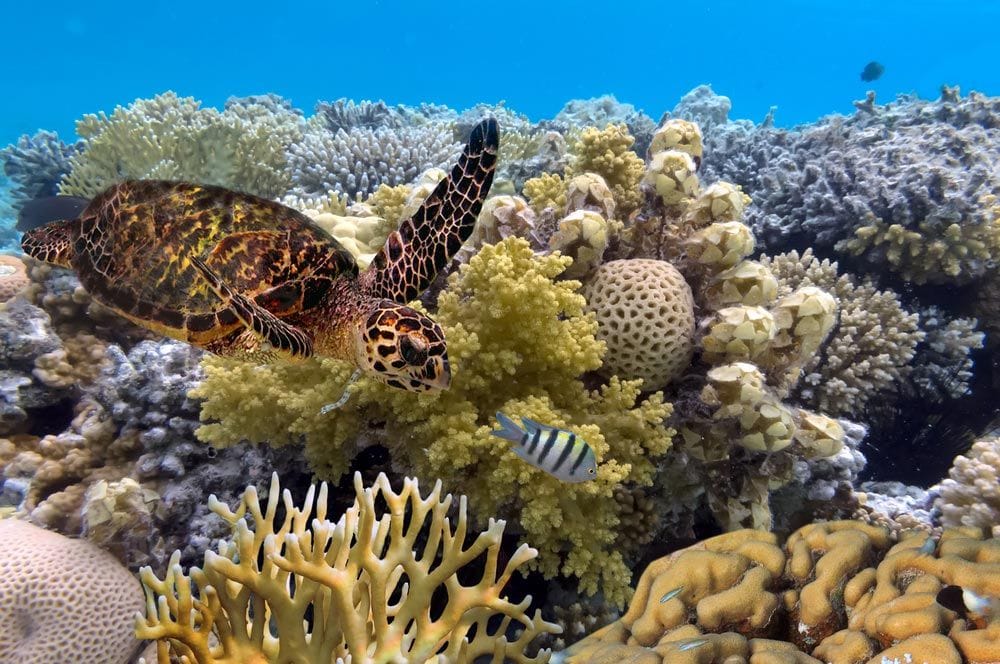 Sea Turtle On Great Barrier Reef