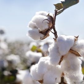 COTTON COVERS COAST WITH $1M