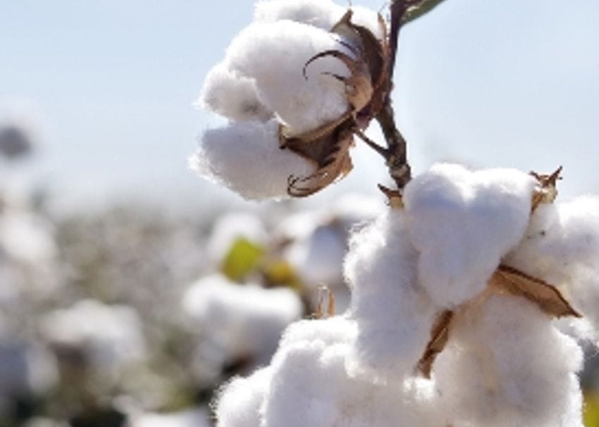 COTTON COVERS COAST WITH $1M