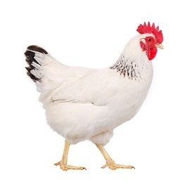POULTRY PROCESSOR REPAYS $25,000 SHORTFALL TO FOREIGN WORKERS
