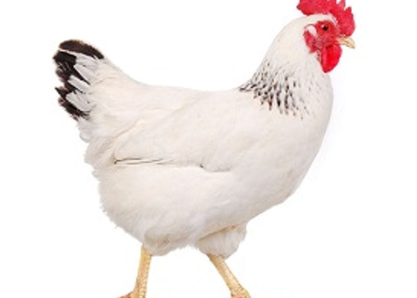 POULTRY PROCESSOR REPAYS $25,000 SHORTFALL TO FOREIGN WORKERS