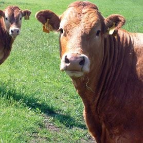 GILLARD BOWS TO INDUSTRY PRESSURE OVER LIVE EXPORT