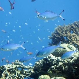 HOW HAHN GROUP CAN SAVE THE REEF