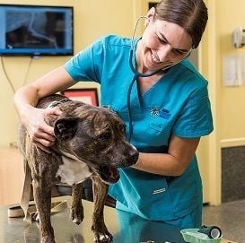 NVC ANNOUNCES RSPCA APPOINTMENT AHEAD OF LISTING