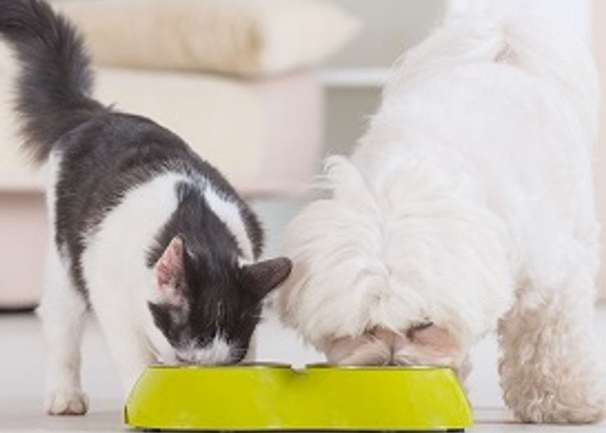 GROWING APPETITE FOR PETS TO GO PALEO