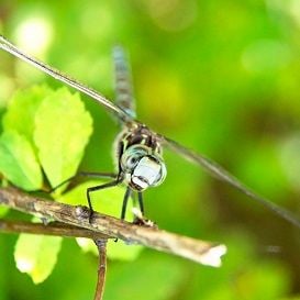 THE FUTURE OF FOOD: IT'S A BUG'S LIFE