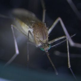 AUSSIE SCIENTISTS AWARDED $1.4M TO FIGHT MALARIA