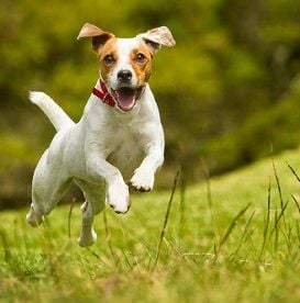 VETPARTNERS CHARTS $70 MILLION TURNOVER